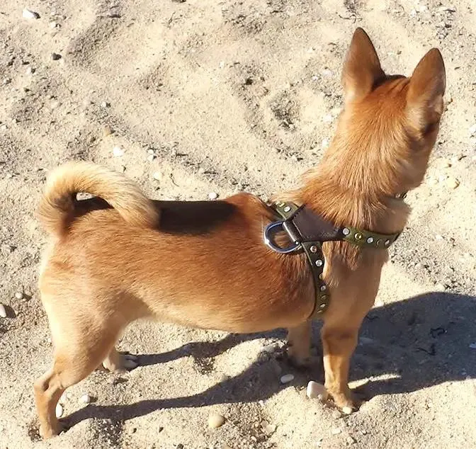 Brie Camouflage & Leather K Harness with Single Row Austrian Crystals