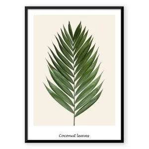 Coconut Leaves