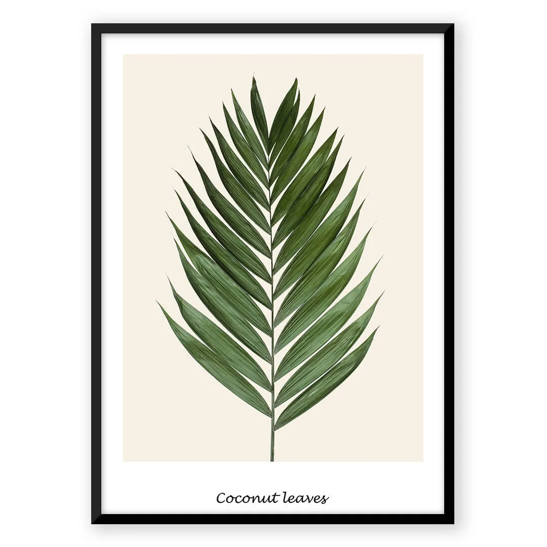 Coconut Leaves