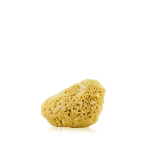 Natural Fine Pore Sea Sponge