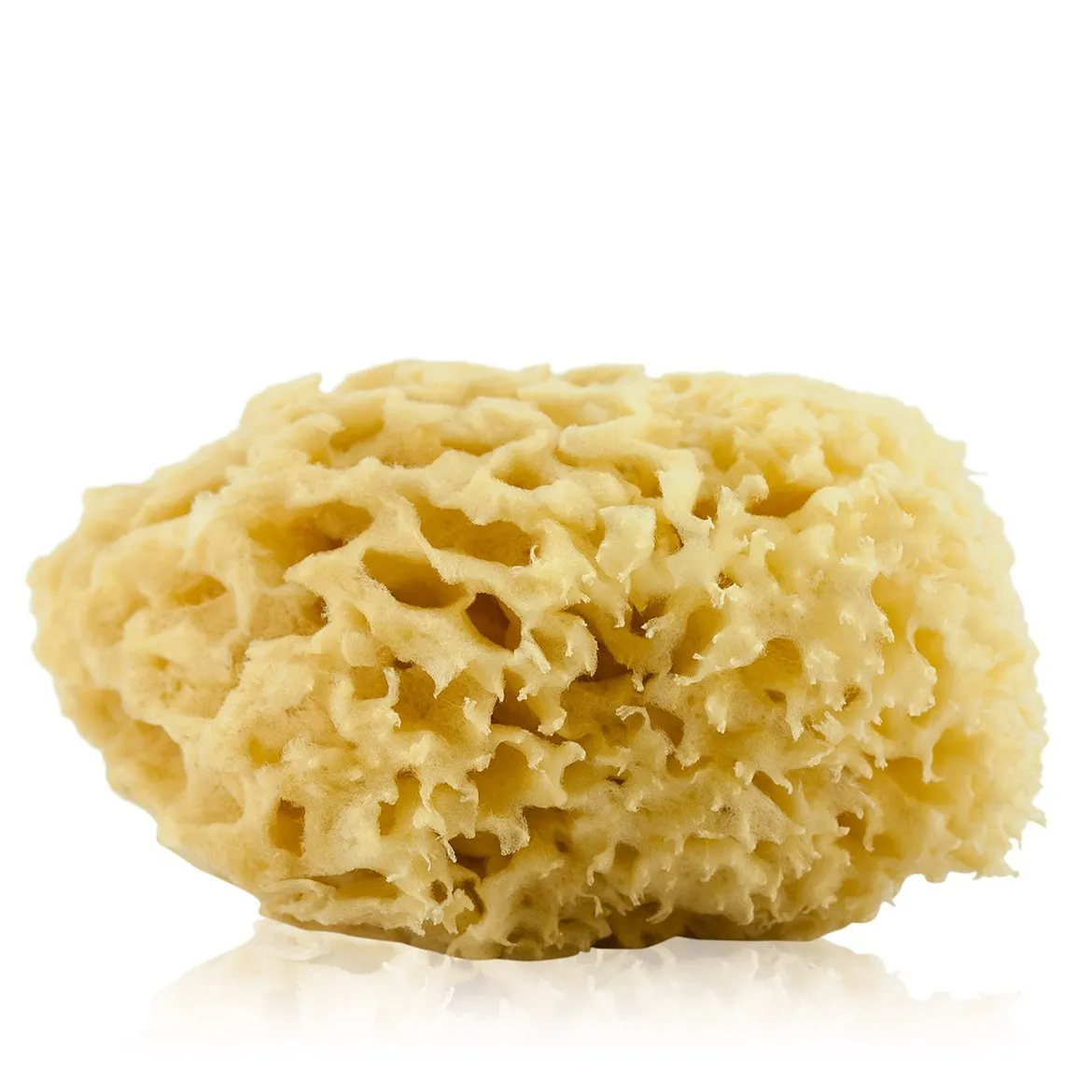 Natural Sea Sponge
