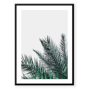 Palm