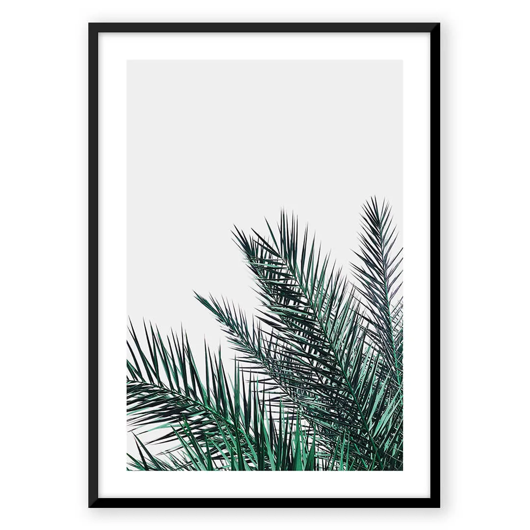 Palm