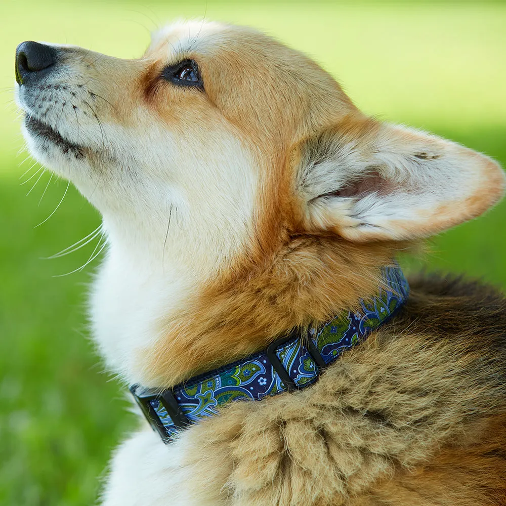Pandeeric - Dog Collar