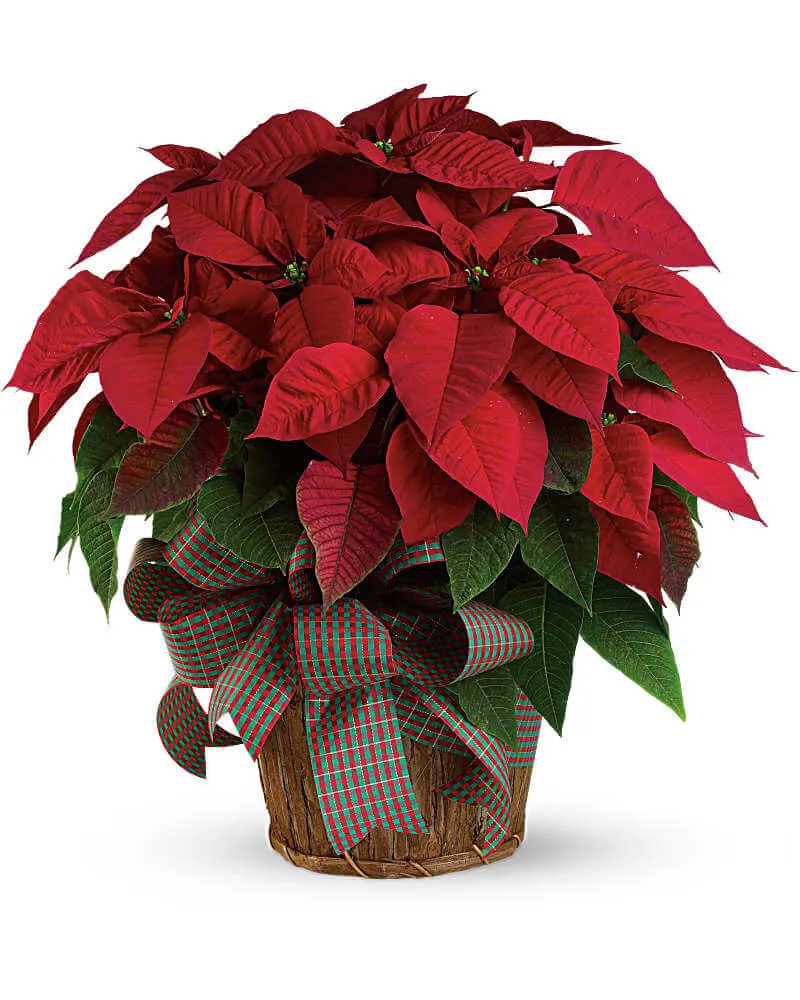 RED POINSETTIA